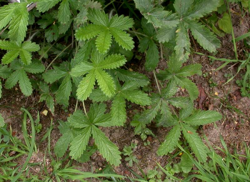 Potentilla erecta / Cinquefoglia tormentilla